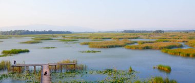 Efteni Gölü ile nilüfer ve Düzce, Türkiye'de uzun İskelesi.