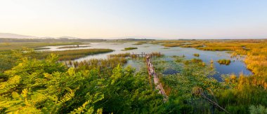 Efteni Gölü ile nilüfer ve Düzce, Türkiye'de uzun İskelesi.