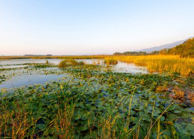 Efteni Gölü ile nilüfer ve Düzce, Türkiye'de uzun İskelesi.