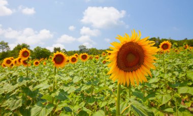 Bulutlu bir günde ayçiçeği tarlası