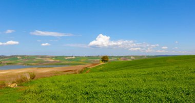 Single tree and beautiful plants around