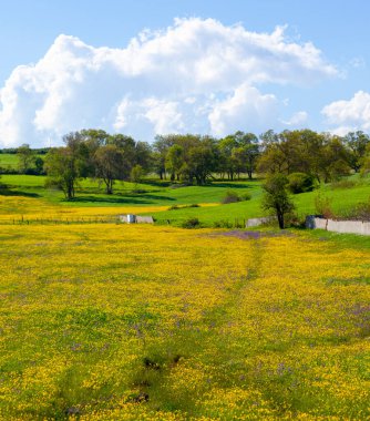 Single tree and beautiful plants around