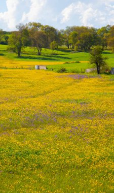 Single tree and beautiful plants around