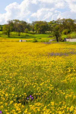 Single tree and beautiful plants around