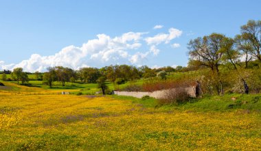 Single tree and beautiful plants around