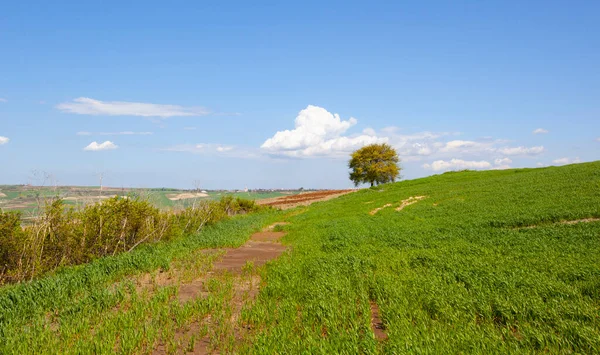 Single tree and beautiful plants around