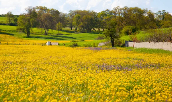 Single tree and beautiful plants around