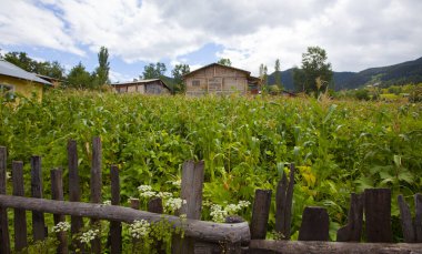 avat is the town and center of Artvin province, at the eastern end of the Black Sea Region. The name avat comes from the Georgian aveti and the town of avat is one of the settlements of the historical aveti region.
