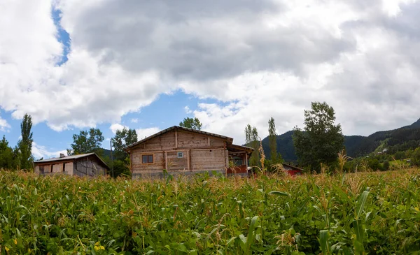 avat is the town and center of Artvin province, at the eastern end of the Black Sea Region. The name avat comes from the Georgian aveti and the town of avat is one of the settlements of the historical aveti region.