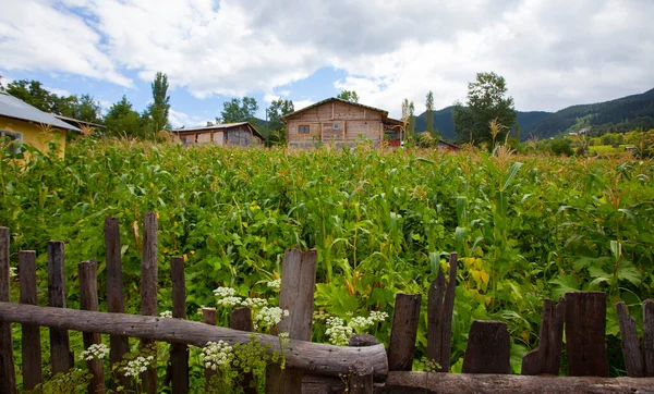 avat is the town and center of Artvin province, at the eastern end of the Black Sea Region. The name avat comes from the Georgian aveti and the town of avat is one of the settlements of the historical aveti region.