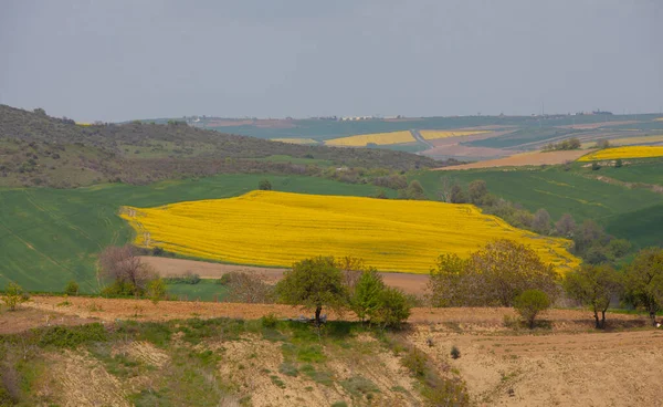 Large Canola Field Single Tree — Fotografia de Stock