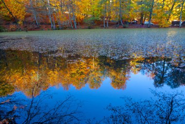 Yenice Forests is a forest located within the borders of Yenice district of Karabk province. It takes its name from the district. It is among the few forests of the world with its biological diversity and wildlife.