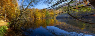 Yenice Forests is a forest located within the borders of Yenice district of Karabk province. It takes its name from the district. It is among the few forests of the world with its biological diversity and wildlife.