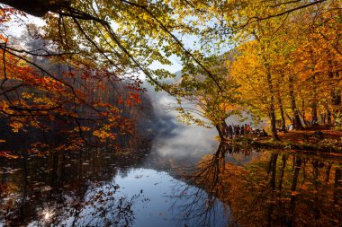 Yenice Forests is a forest located within the borders of Yenice district of Karabk province. It takes its name from the district. It is among the few forests of the world with its biological diversity and wildlife.