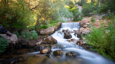 Yenice Forests is a forest located within the borders of Yenice district of Karabk province. It takes its name from the district. It is among the few forests of the world with its biological diversity and wildlife.