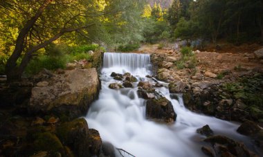 Yenice Forests is a forest located within the borders of Yenice district of Karabk province. It takes its name from the district. It is among the few forests of the world with its biological diversity and wildlife.