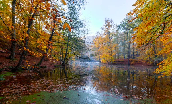 Yenice Forests is a forest located within the borders of Yenice district of Karabk province. It takes its name from the district. It is among the few forests of the world with its biological diversity and wildlife.