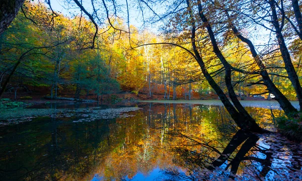 Yenice Forests is a forest located within the borders of Yenice district of Karabk province. It takes its name from the district. It is among the few forests of the world with its biological diversity and wildlife.