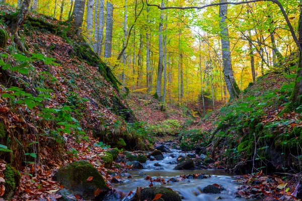 Yenice Forests Forest Located Borders Yenice District Karabk Province Takes — Foto Stock
