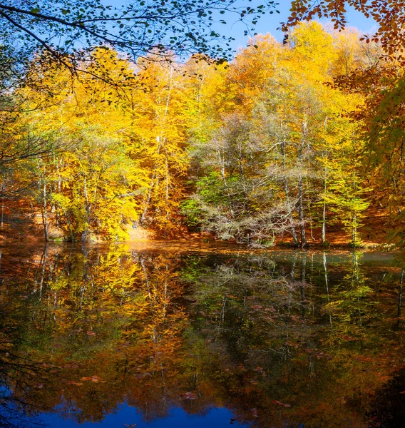 Yenice Forests is a forest located within the borders of Yenice district of Karabk province. It takes its name from the district. It is among the few forests of the world with its biological diversity and wildlife.