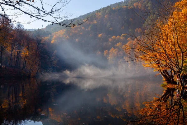 Yenice Forests is a forest located within the borders of Yenice district of Karabk province. It takes its name from the district. It is among the few forests of the world with its biological diversity and wildlife.