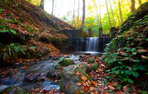 Yedigller National Park also has a strong infrastructure for scientific studies and research. Containing a large number of plant species, the national park has mixed natural forests.