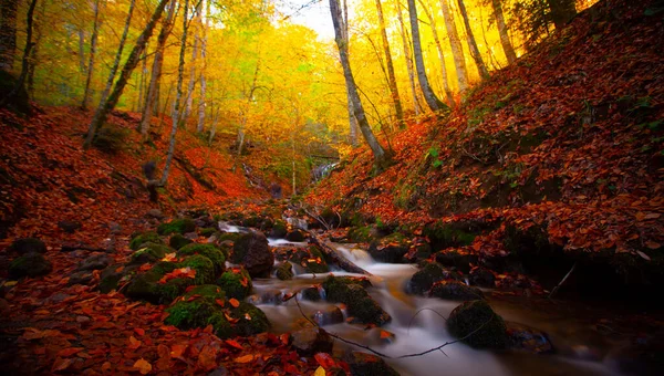 Yedigller National Park also has a strong infrastructure for scientific studies and research. Containing a large number of plant species, the national park has mixed natural forests.