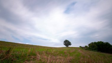 Tarlada yapayalnız ağaç