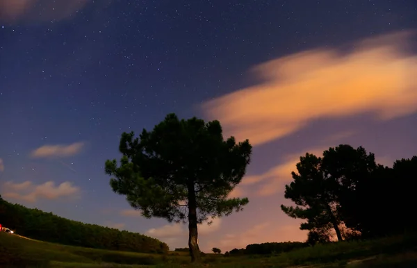 Night Swirling Star Trails Forest — Stockfoto