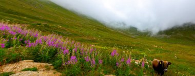 Karadeniz, Rize Amlakit yaylası Türkiye, View