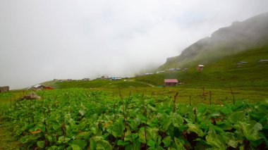 Kackar Dağları Ulusal Parkı (Vercenik Platosu) Rize, Türkiye.