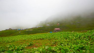 Kackar Dağları Ulusal Parkı (Vercenik Platosu) Rize, Türkiye.