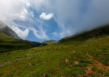 Kackar Dağları Ulusal Parkı (Vercenik Platosu) Rize, Türkiye.