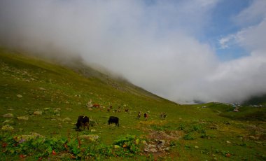 Kackar Dağları Ulusal Parkı (Vercenik Platosu) Rize, Türkiye.