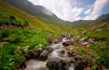 Kackar Dağları Ulusal Parkı (Vercenik Platosu) Rize, Türkiye.