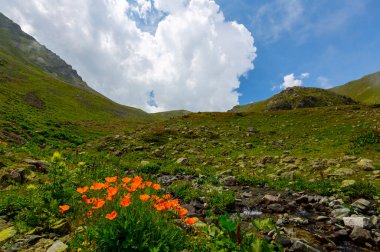 Kackar Dağları Ulusal Parkı (Vercenik Platosu) Rize, Türkiye.