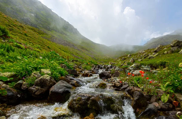 Národní Park Kackar Náhorní Plošina Vercenik Turecko — Stock fotografie