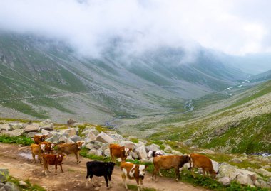 Kackar Dağları Ulusal Parkı (Vercenik Platosu) Rize, Türkiye.