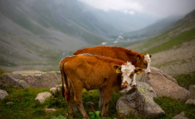 Kackar Dağları Ulusal Parkı (Vercenik Platosu) Rize, Türkiye.