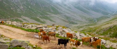 Kackar Dağları Ulusal Parkı (Vercenik Platosu) Rize, Türkiye.