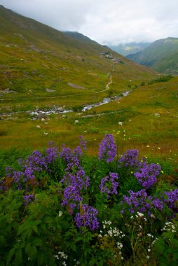 Kackar Dağları Ulusal Parkı (Vercenik Platosu) Rize, Türkiye.