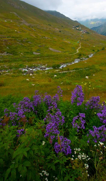 Nationaal Park Kackar Mountains Vercenik Plateau Rize Turkije — Stockfoto