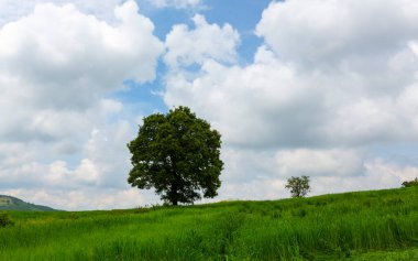 Tarlada yalnız bir ağaç.
