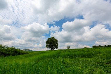 Tarlada yalnız bir ağaç.