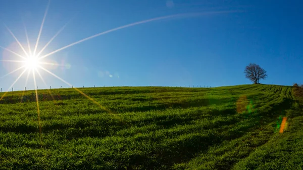 Ein Einsamer Baum Auf Dem Feld — Stockfoto