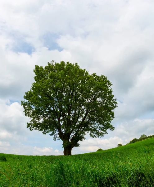 Tarlada yalnız bir ağaç.