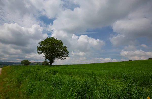 田野里一棵孤零零的树 — 图库照片