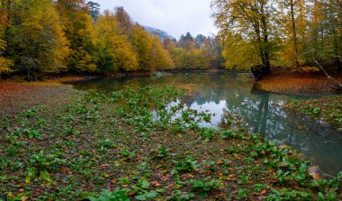 İstanbul 'un kuzeybatısında, Saryer' in sınırları içinde yer alan Belgrad Ormanı, İstanbul 'un en büyük orman ve yeşil alanlarından biridir..