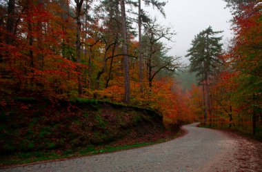 İstanbul 'un kuzeybatısında, Saryer' in sınırları içinde yer alan Belgrad Ormanı, İstanbul 'un en büyük orman ve yeşil alanlarından biridir..