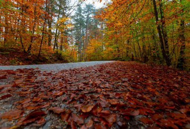 İstanbul 'un kuzeybatısında, Saryer' in sınırları içinde yer alan Belgrad Ormanı, İstanbul 'un en büyük orman ve yeşil alanlarından biridir..